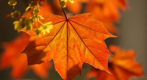 有心眼,但不喜欢坑人的星座,迟早能过上美好的生活休闲区蓝鸢梦想 - Www.slyday.coM 有心眼,但不喜欢坑人的星座,迟早能过上美好的生活休闲区蓝鸢梦想 - Www.slyday.coM