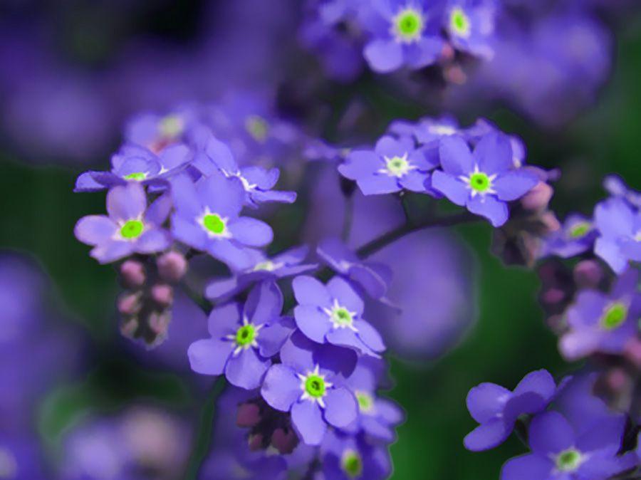 此花是爱情之花象征着永恒的爱永远不变的心