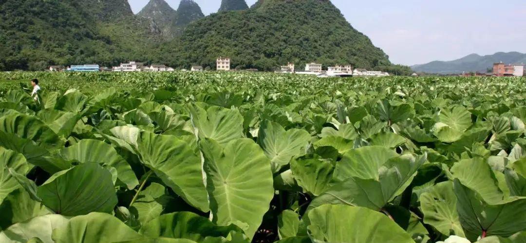 桂系山水的美都在这一口芋头里|芋头|荔浦|美都_新浪新闻