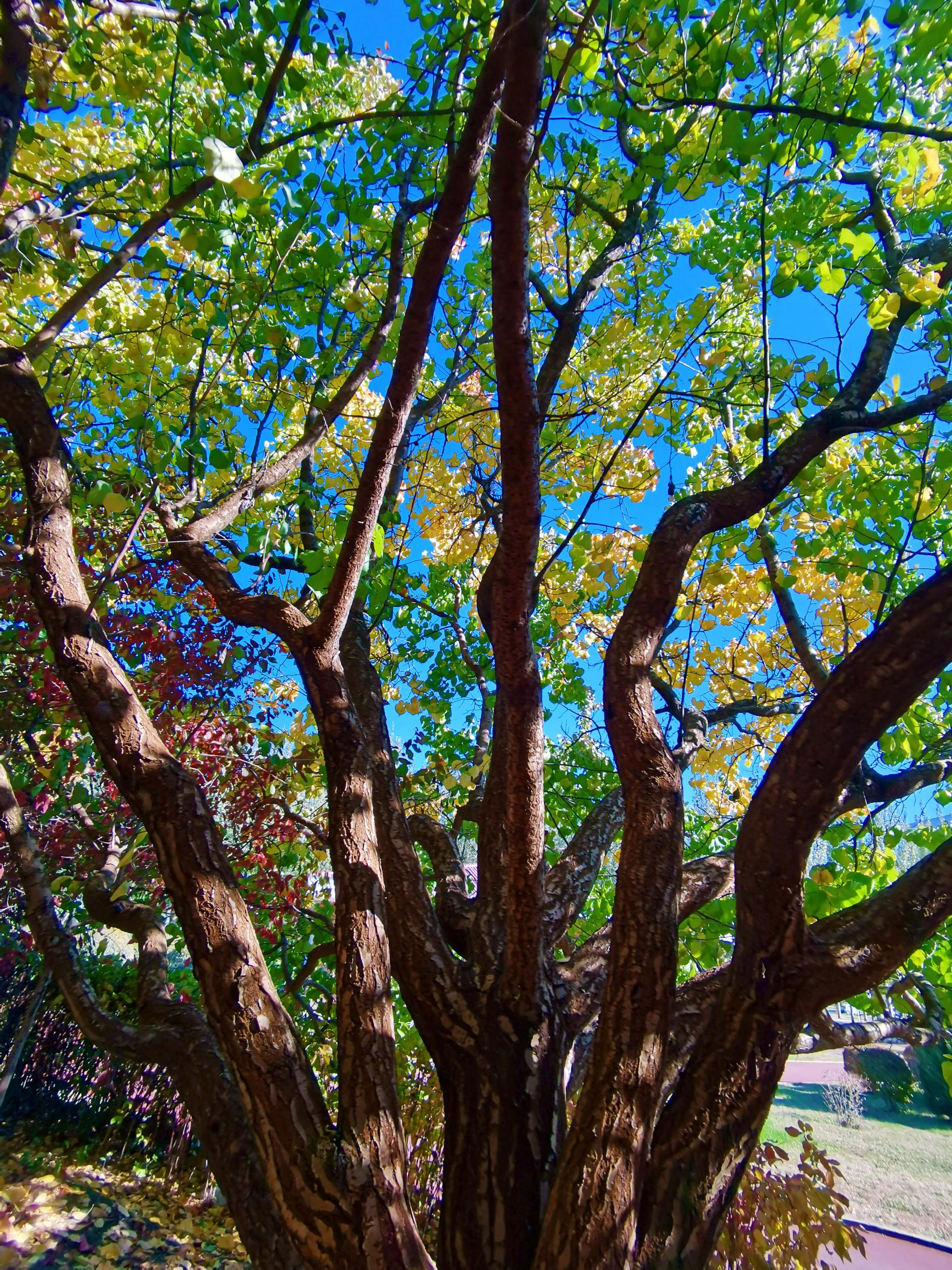老杏树原创拍摄