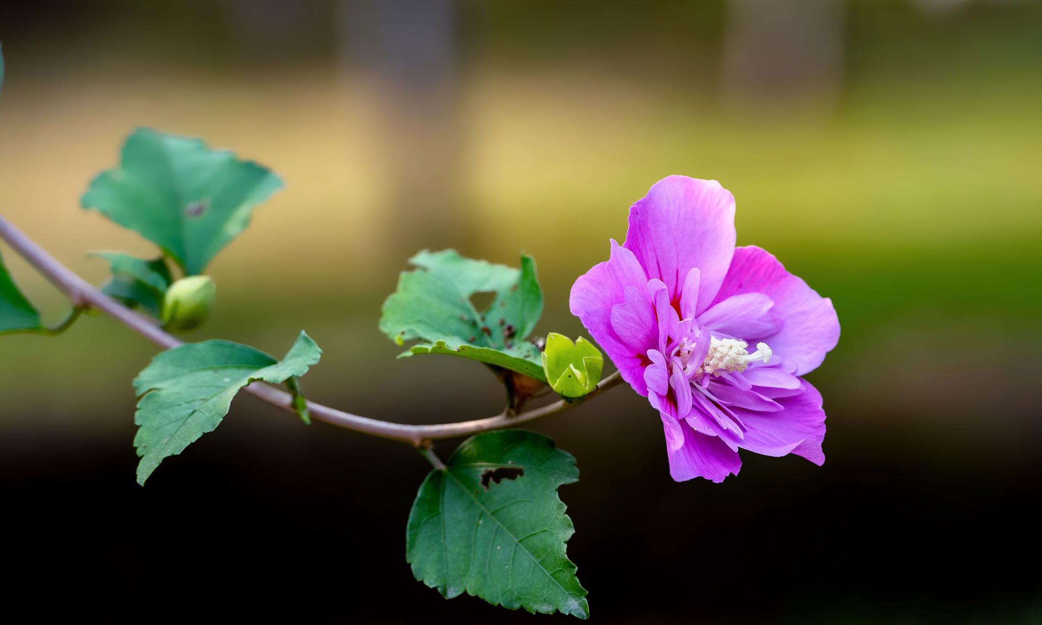 又见木槿花朝开暮落却也占满一夏