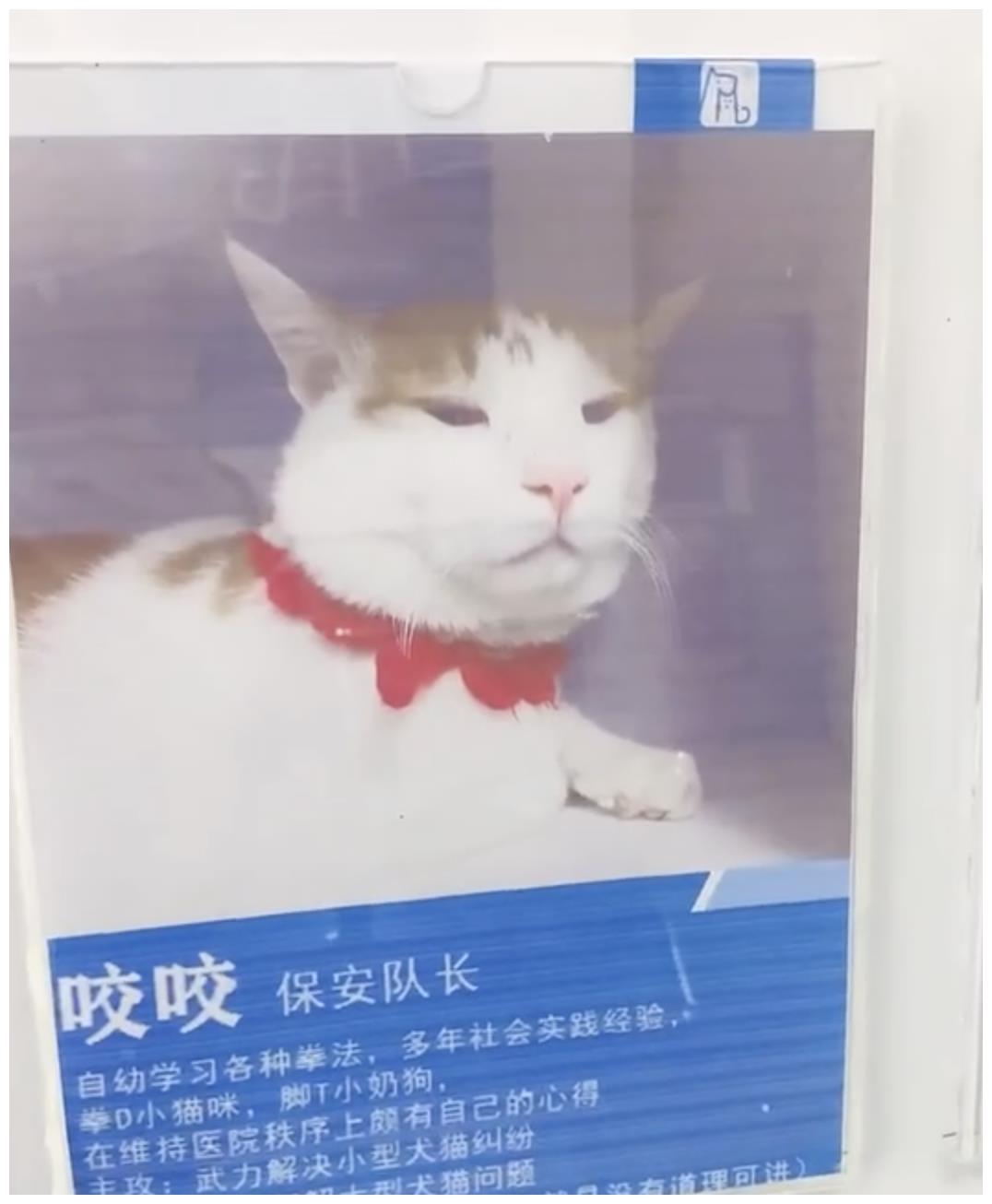 被强制绝育的橘猫，从此赖在了医院，还混成了副院长休闲区蓝鸢梦想 - Www.slyday.coM