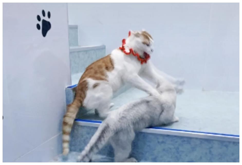 被强制绝育的橘猫，从此赖在了医院，还混成了副院长休闲区蓝鸢梦想 - Www.slyday.coM