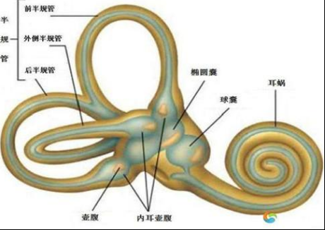 头晕还得查前庭？|加速度|前庭|头晕_新浪新闻
