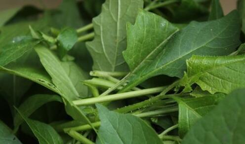 踏青节不容错过的野菜——白菜花|踏青|白花菜|野菜_新浪新闻