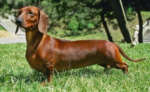 世界名犬之腊肠犬,爱恨交织的犬会让许多人想养又不太敢养