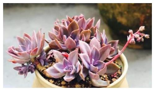 初恋 粉色系多肉植物里最友好的品种 初恋 多肉植物 粉色系 新浪新闻