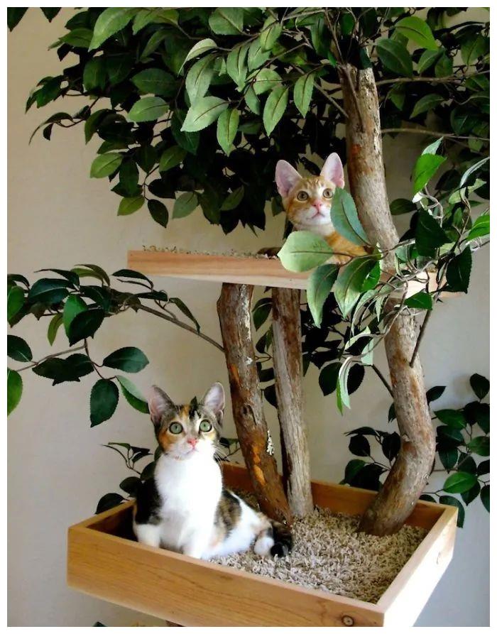 猫爬架变身真正的猫树,有树干树杈还有树叶,喵星人玩起来美滋滋