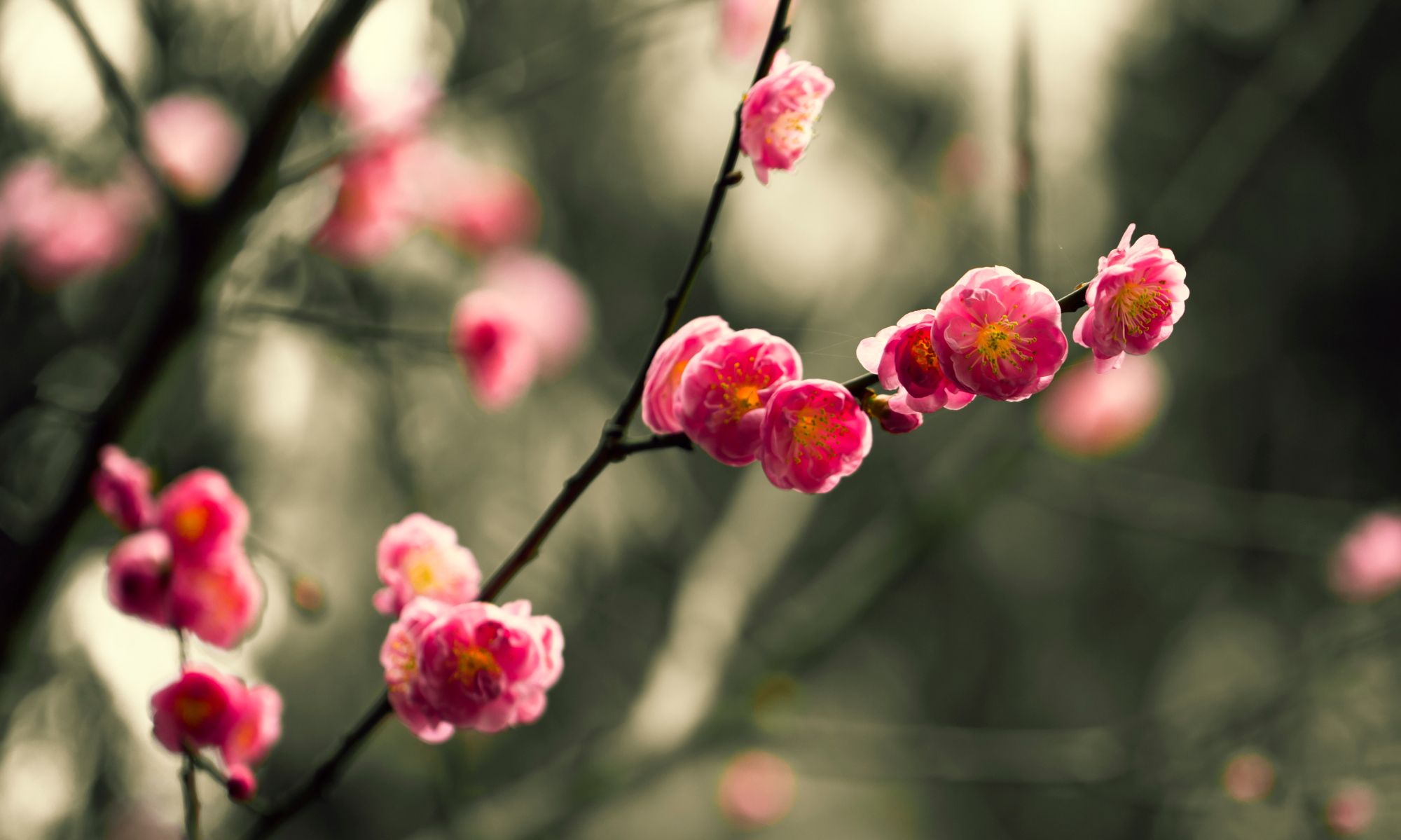 墙角一枝梅,凌寒独自开