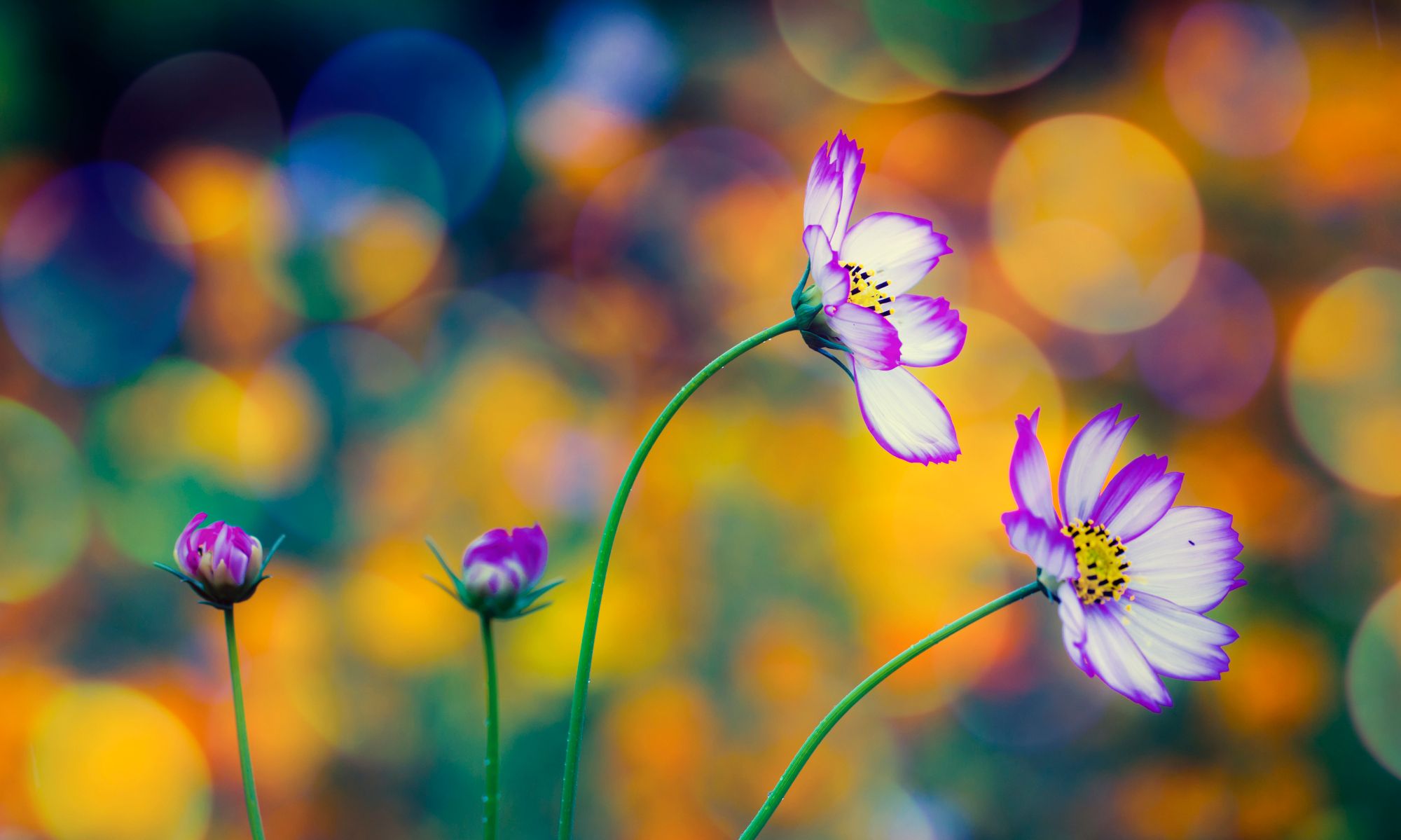 谁手里还没有几张花卉壁纸呢