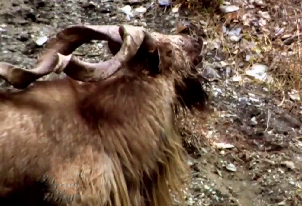 喜马拉雅发现螺角山羊 公羊求偶把同伴推下悬崖 雪豹趁机来捕食 雪豹 喜马拉雅 公羊 新浪新闻