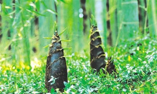 有关竹子的冷知识|冷知识|竹子|竹林_新浪新闻