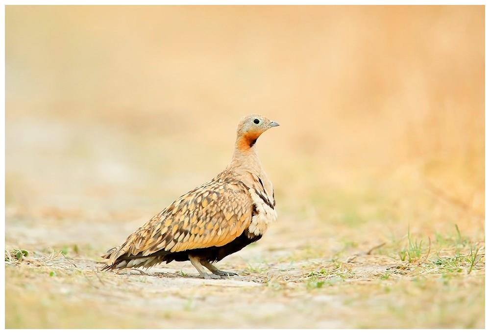 新疆发现公沙鸡,飞30里去喝水,用腹部羽毛吸水,带