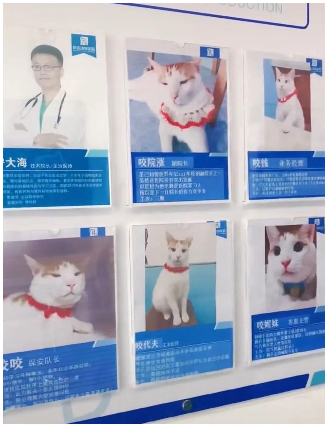 被强制绝育的橘猫，从此赖在了医院，还混成了副院长休闲区蓝鸢梦想 - Www.slyday.coM