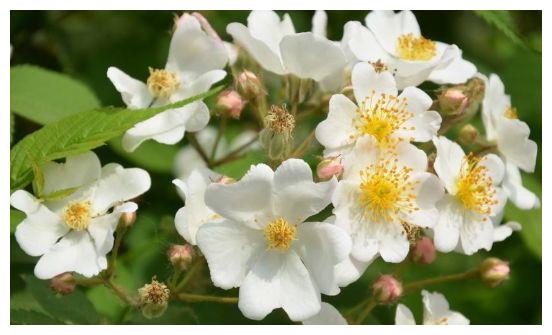 农历9月14号起 最适合养这些花 花姿妖娆 越养越喜欢 白兰花 蔷薇花 月季花 新浪新闻