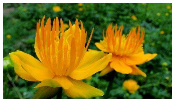农历9月6日过后 客厅适合养4种花 花朵小巧玲珑 四季有花开 花朵 太阳花 旱金莲 新浪新闻 农历9月6日过后 客厅适合养4种花 花朵小巧玲珑 四季有花开 花朵 太阳花 旱金莲 新浪新闻