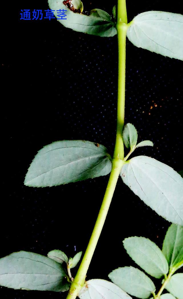 大戟科通奶草花,花序,花群体,果序,果群体,根,茎及叶原图