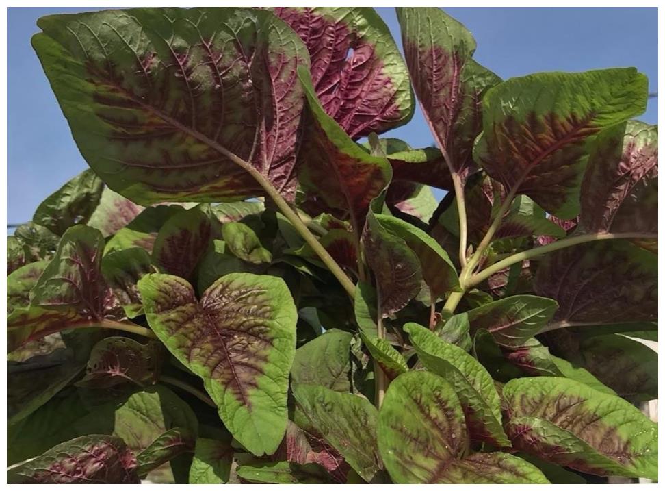 难道这些蔬菜只有南方人才吃北方朋友表示没吃过也没见过