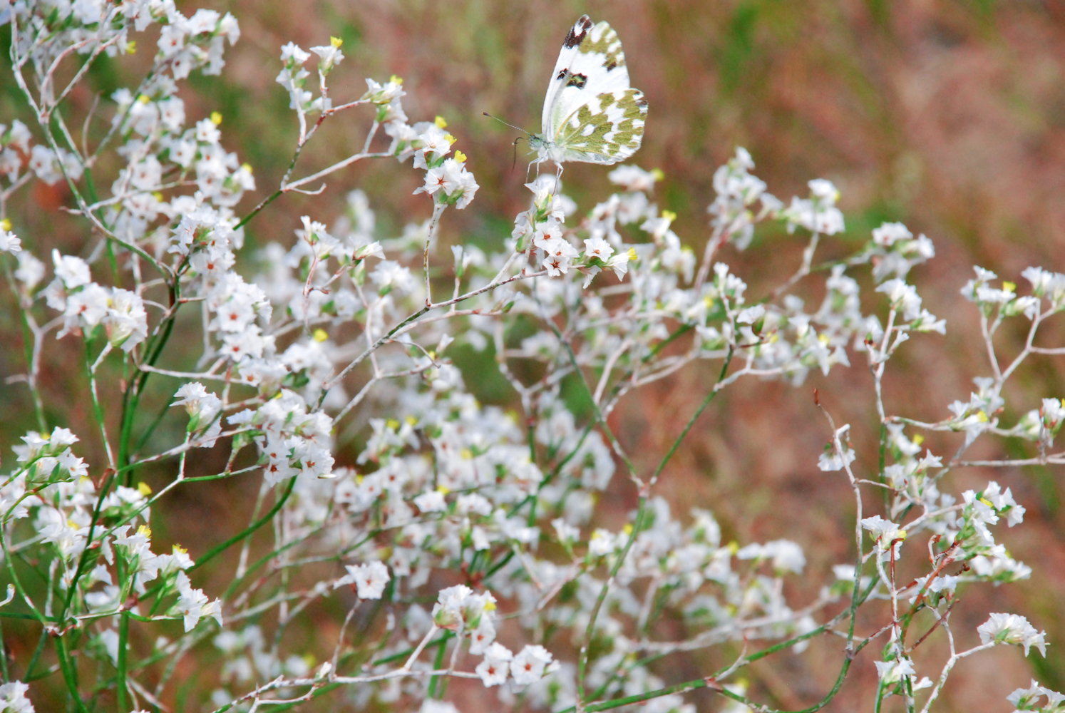 野生植物补血草原创拍摄