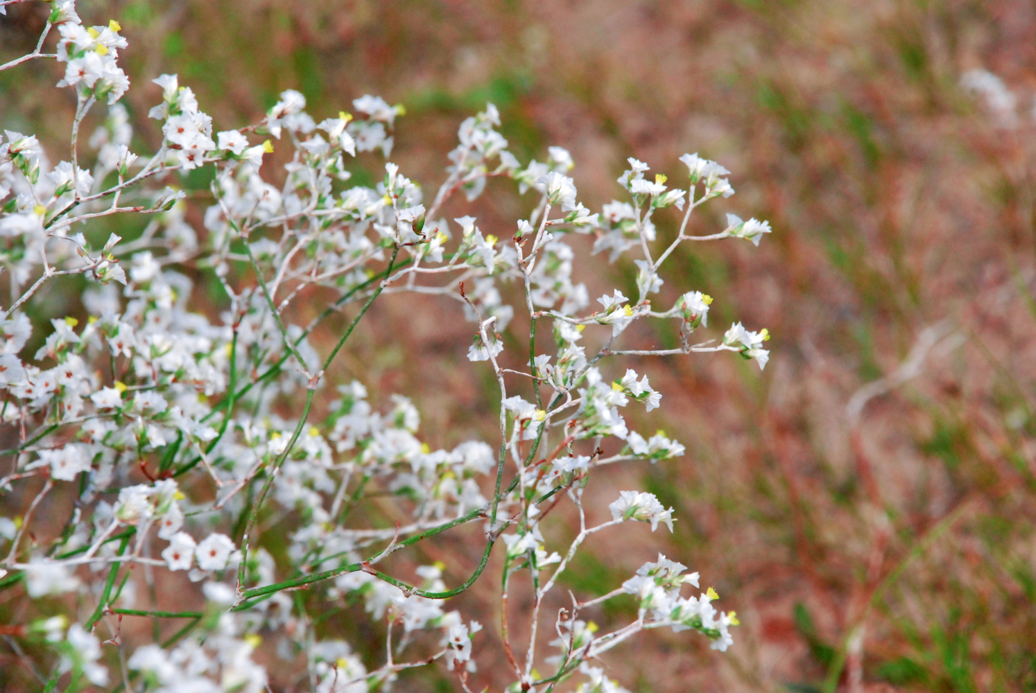 野生植物补血草原创拍摄