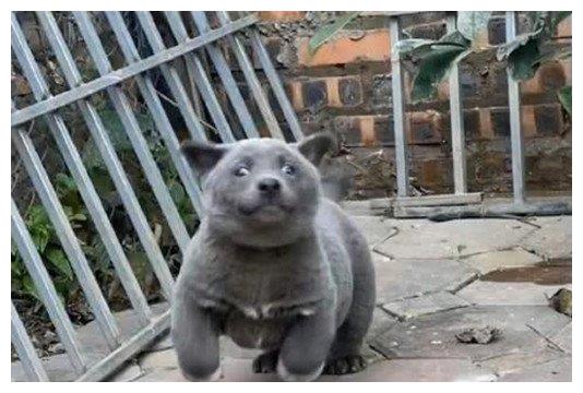 狗狗长得太像猫常被误会,连气质这一块都不一样:实力派的