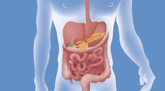 两周没大便体内的粪便去哪儿了现在知道还不算晚