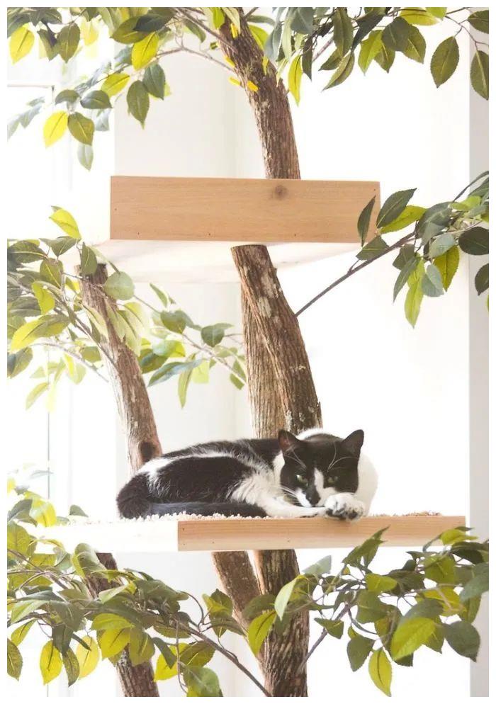 猫爬架变身真正的猫树,有树干树杈还有树叶,喵星人玩起来美滋滋