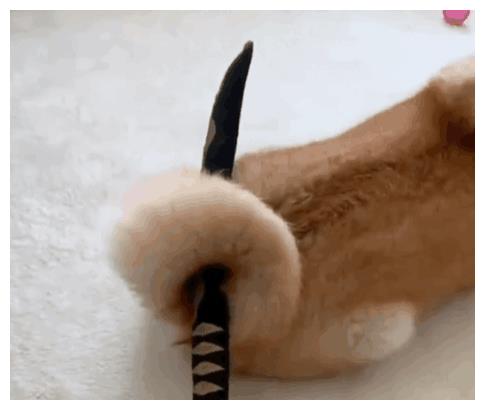 柴犬界的带刀武士,拔刀动作帅翻网友!