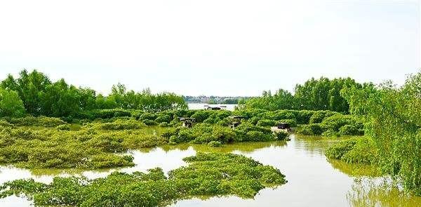 美丽、好玩的廉江|廉江|鹤地水库|樱花公园_新浪新闻
