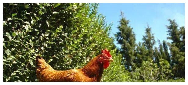 喜鹊叫，春节前钱来到，生肖鸡一声不响变富翁，被财神点名！休闲区蓝鸢梦想 - Www.slyday.coM