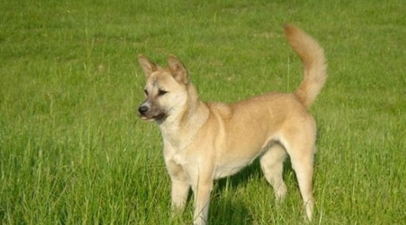 “土狗”也有很多种类，对中华田园犬你了解多少