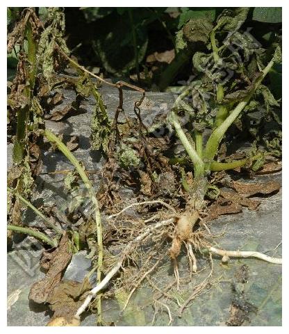 马铃薯大丰收,原来是这些病害防治的好!丰产就是这样简单!休闲区蓝鸢梦想 - Www.slyday.coM 马铃薯大丰收,原来是这些病害防治的好!丰产就是这样简单!休闲区蓝鸢梦想 - Www.slyday.coM