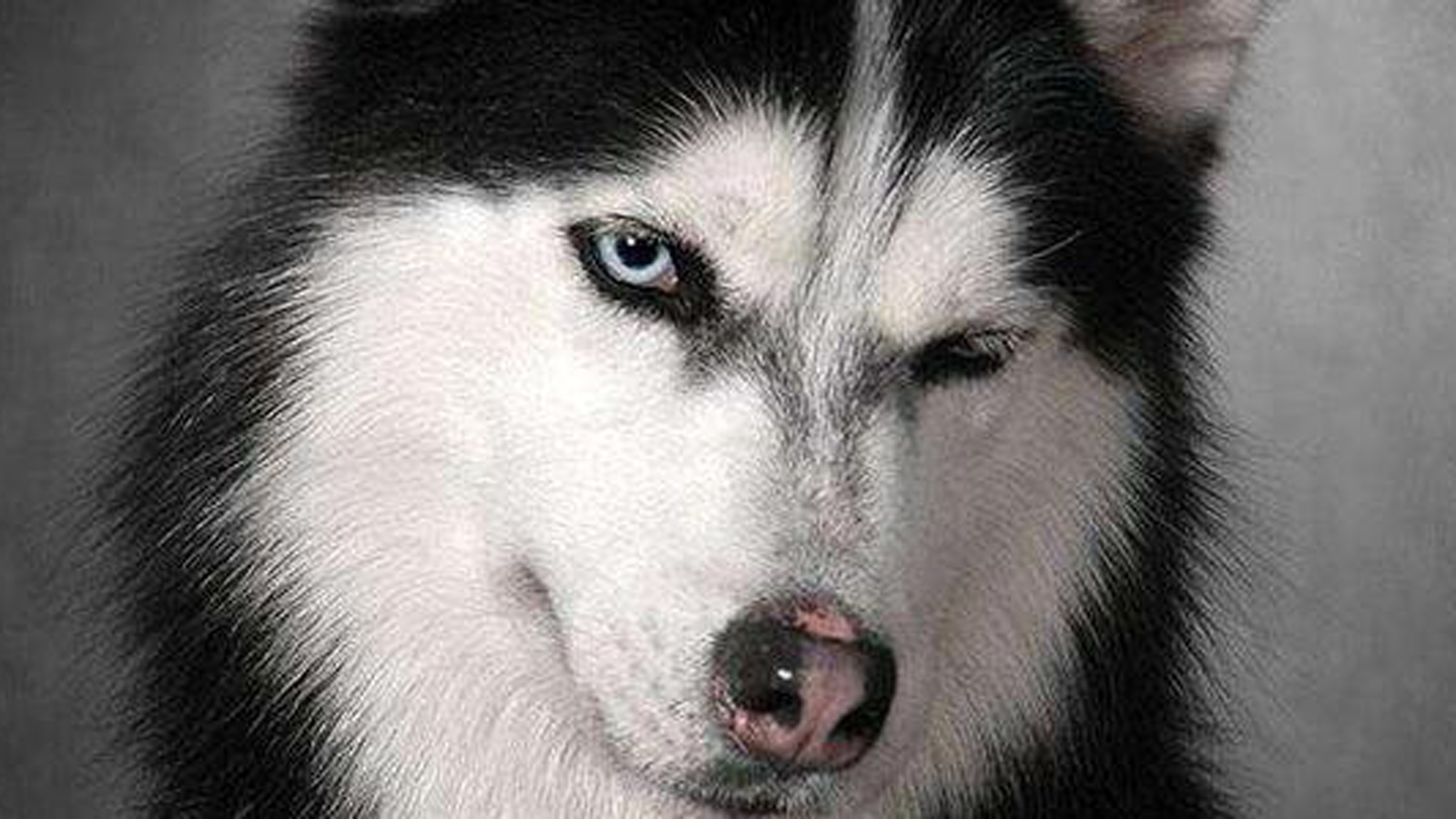 学会对狗狗冷漠可以让狗狗永远不攻击小孩