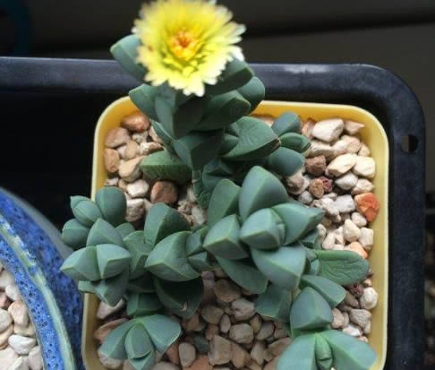 养多肉,就养"鹿角海棠",一枝插出一盆,花艳叶美,好看好养