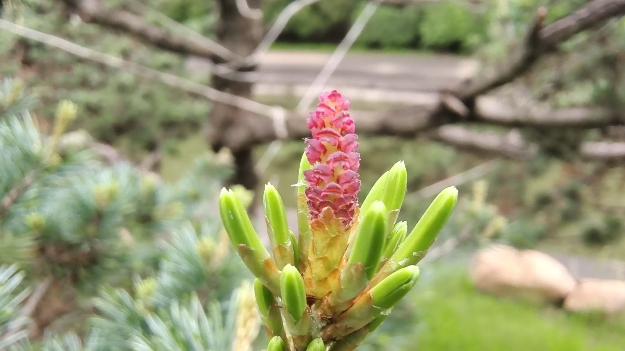 吉安随拍:黑松的"松花"_高清图集_新浪网