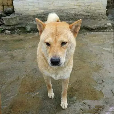 童年记忆中的大黄狗,它真的越来越少了|大黄狗|犬种|田园_新浪新闻