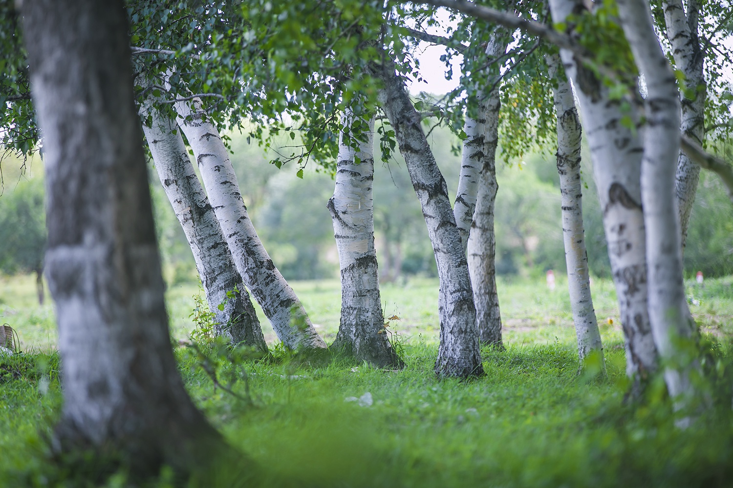罕见美景!锡林郭勒大草原上有片白桦林,唯美浪漫的"童话森林"|白桦林|