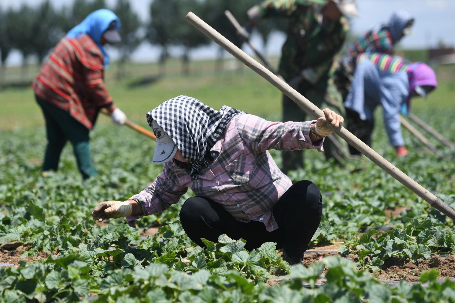 利用农闲挥锄头赚外快 农民日入百元很开心