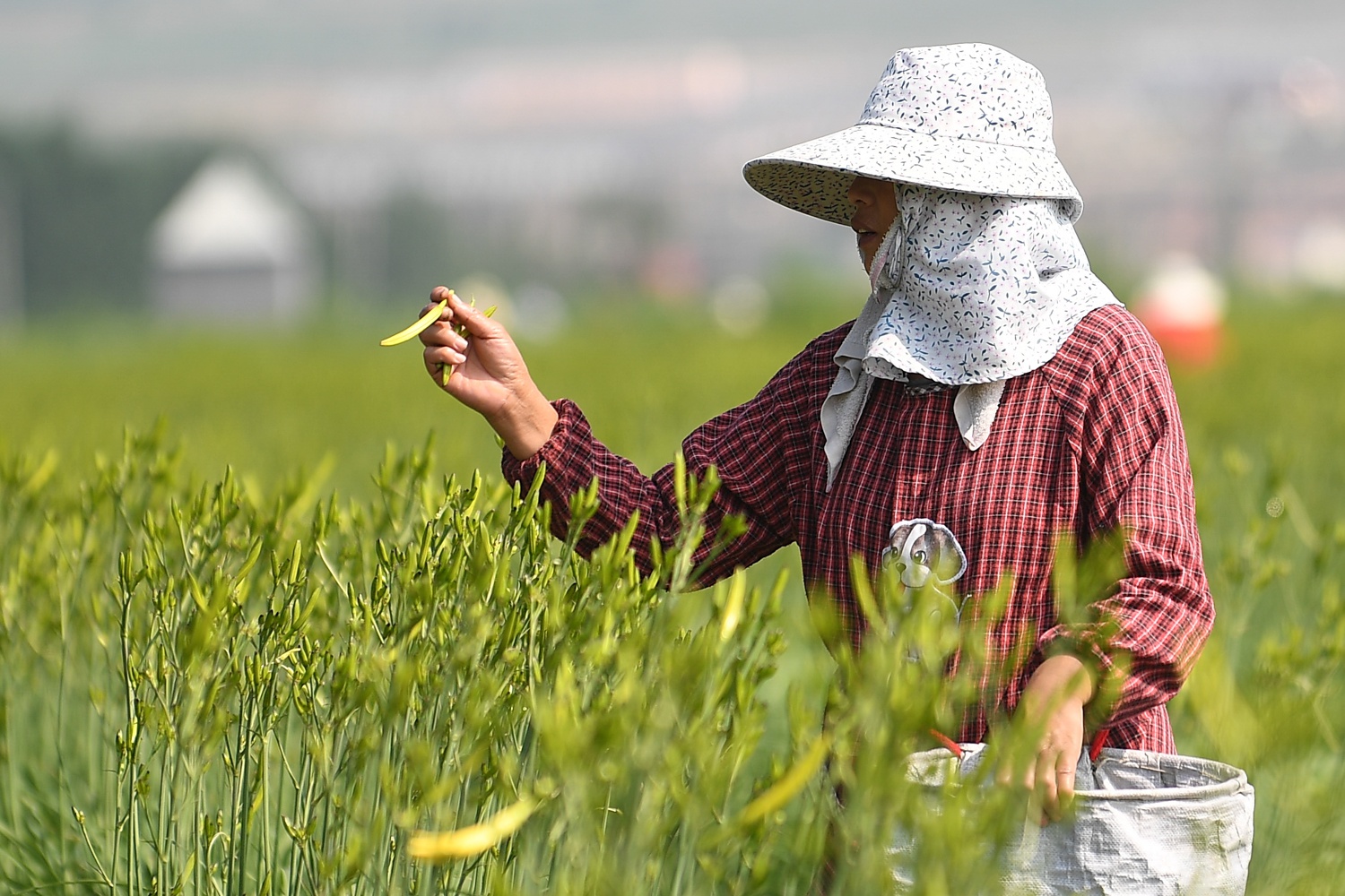 山西大同黄花菜迎来丰收季,脱贫户夜以继日采摘"致富花"