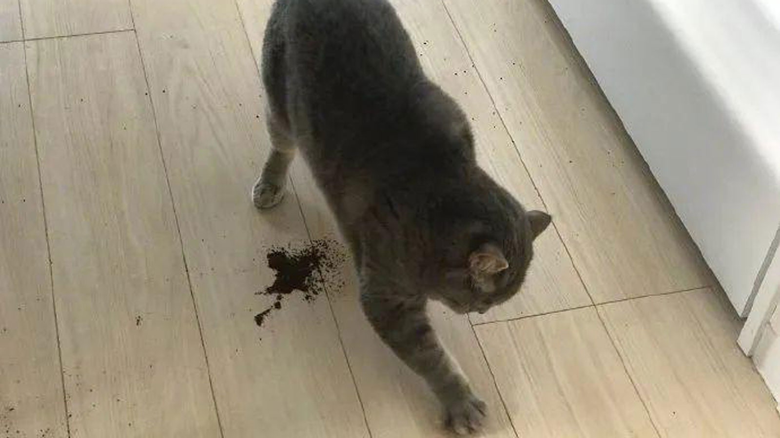 为什么猫在饭后都要刨一刨猫咪埋屎动作解析