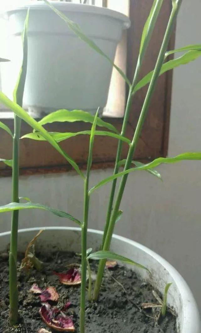 生姜喜阴凉的环境,适宜生长温度为25-28℃.