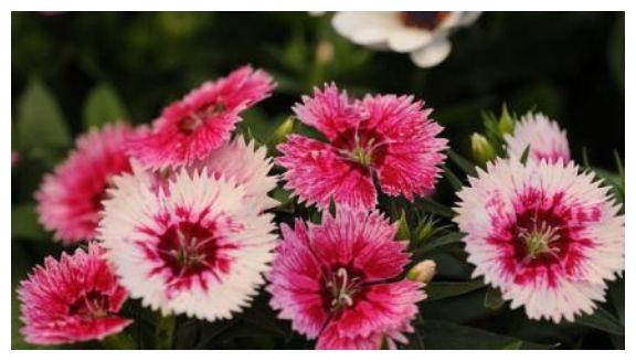 农历9月6号起 最适合养这些花 花期延长 四季开花 醉鱼草 茶花 紫茉莉 新浪新闻 农历9月6号起 最适合养这些花 花期延长 四季开花 醉鱼草 茶花 紫茉莉 新浪新闻