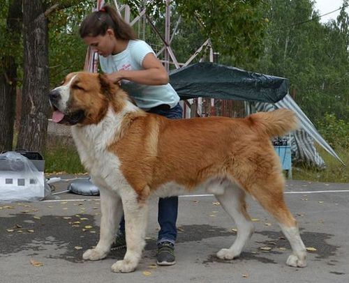 体型最大的狗图片