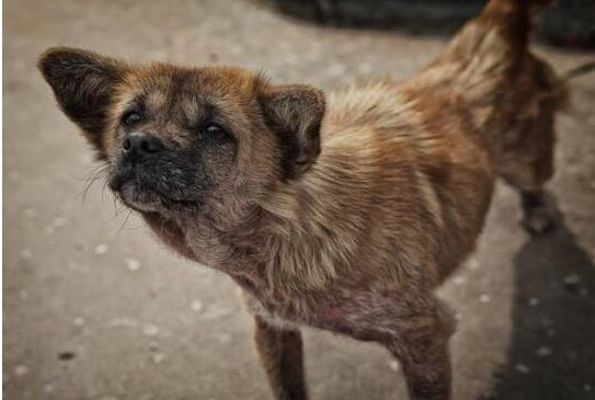 狗妈妈不忍孩子忍冻挨饿,居然在路边做出这样的举动,叫人感动!