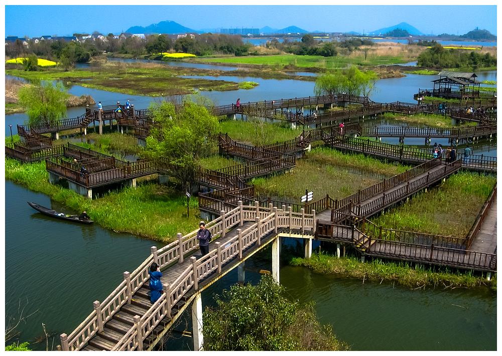 下渚湖"中国最美湿地",油菜花相继开放,岛上一片生机盎然