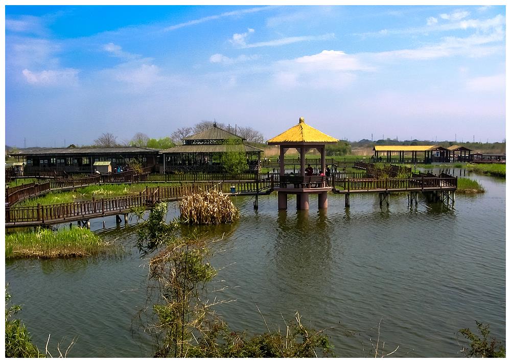 下渚湖"中国最美湿地",油菜花相继开放,岛上一片生机盎然