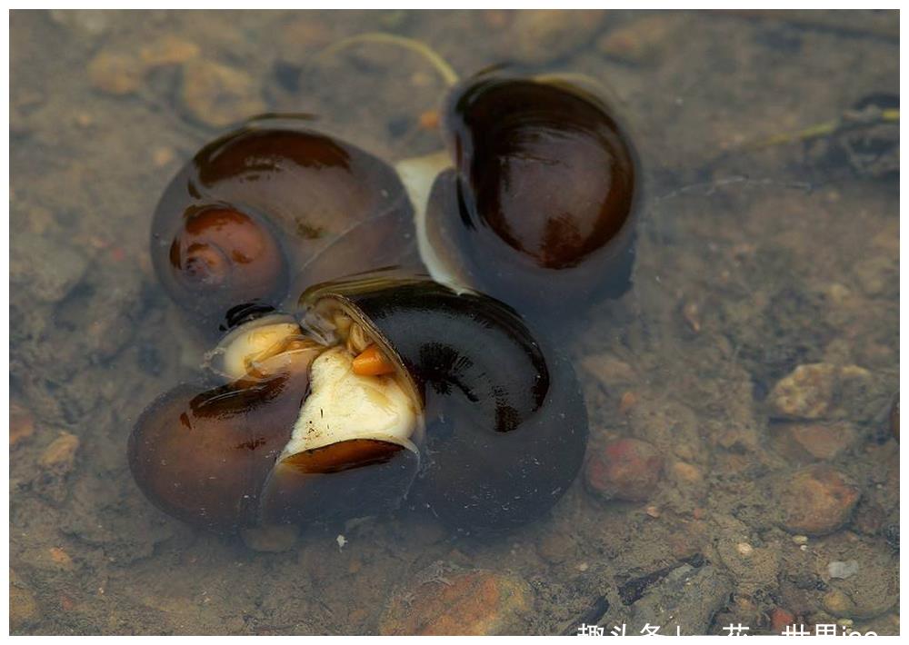 其实咱们国家有好几种田螺,比较典型的代表是中华圆田螺和中国圆田螺
