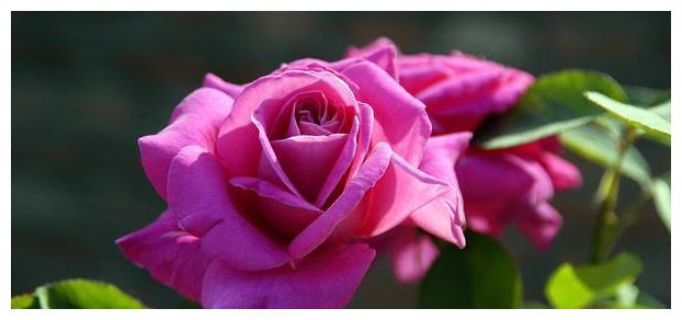 感慨,今生情深缘浅,你来过,又去了,留给我一世最无奈的相思.