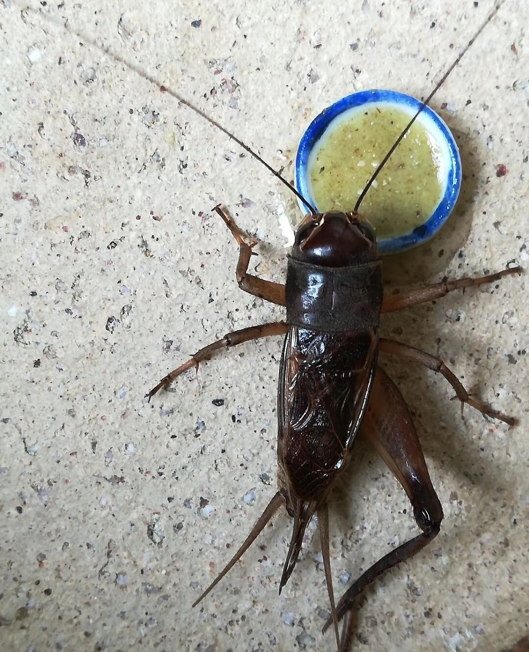 油葫芦欣赏:黄色,腿大,胡须长_高清图集_新浪网