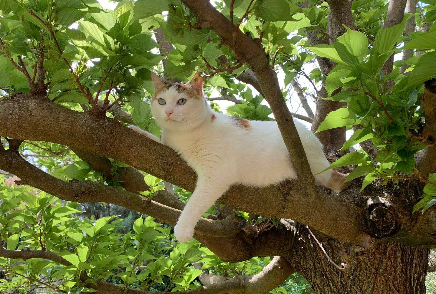 我有证据证明猫是树上长出来的